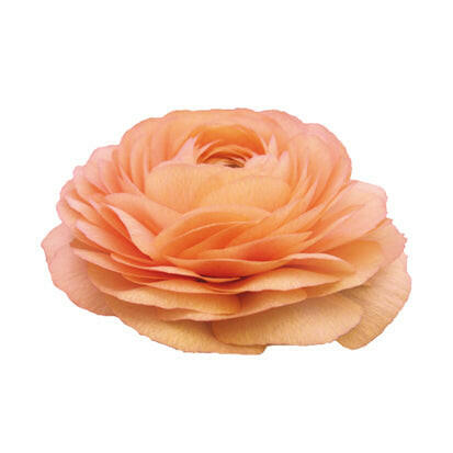 Ranunculus Elegance SALMONE Āzijas Gundega Elegance SALMONE