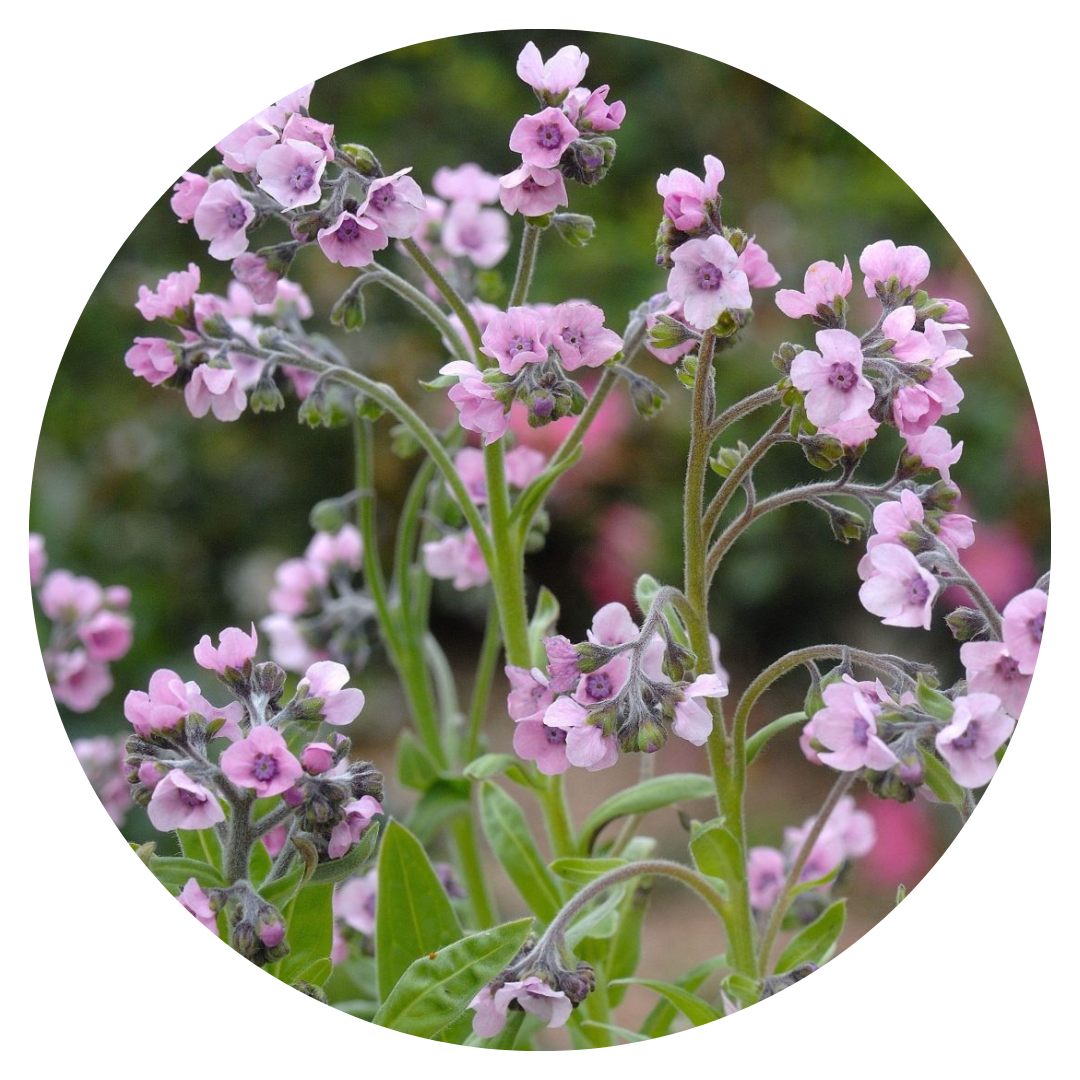 Chinese Forget-Me-Not Seeds - Mystic Pink Flower Seeds