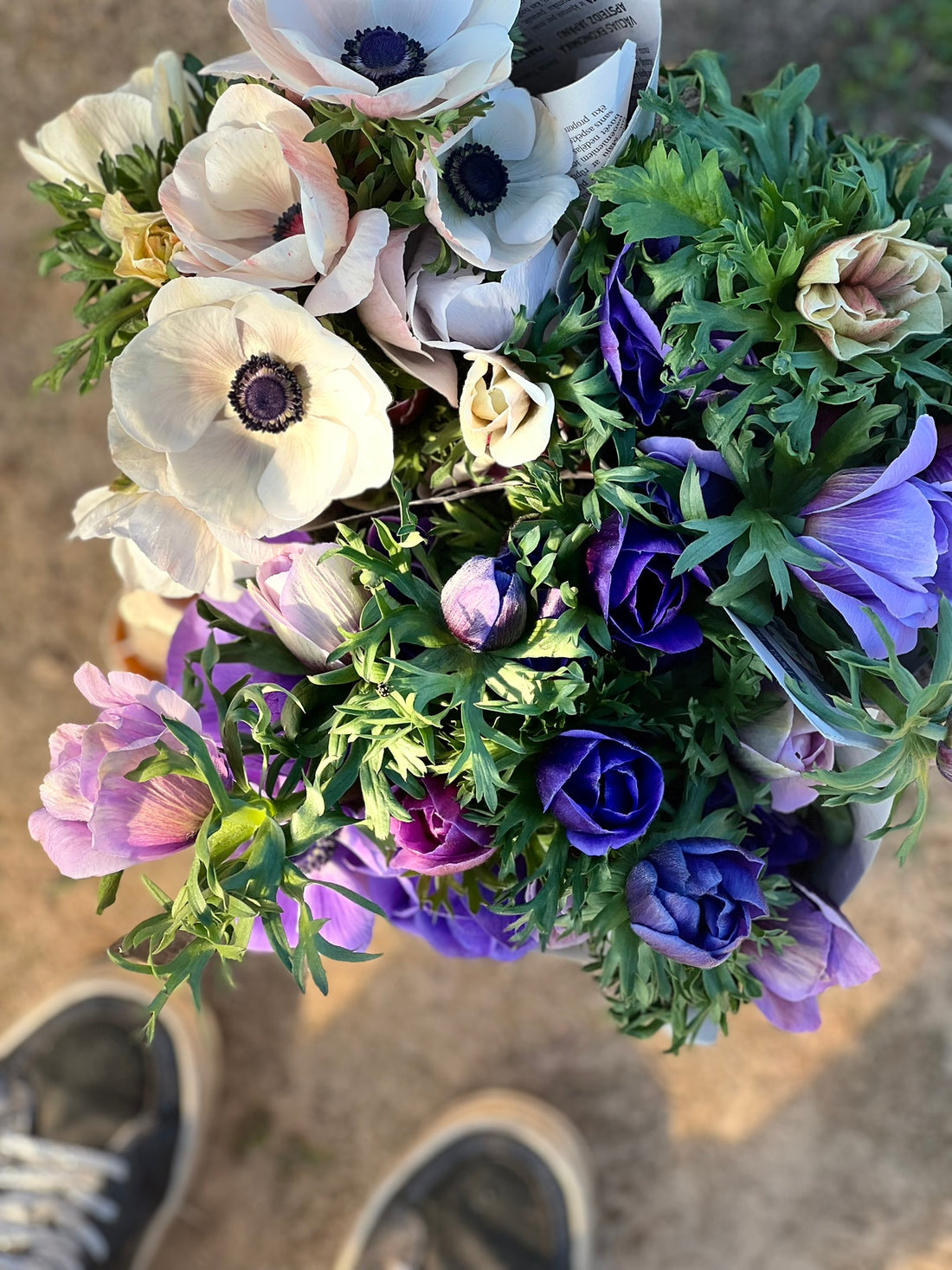 Discover the Beauty and Resilience of Anemones: Your Ultimate Guide to Growing Spring Flowers - therapyofflowers.com