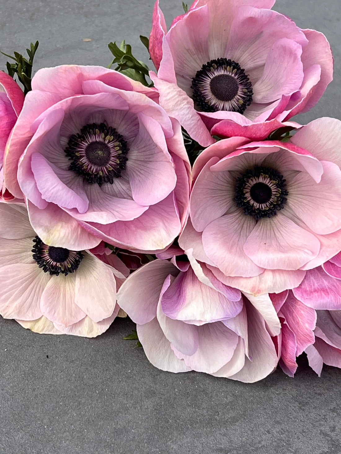 Italian Anemones: The Story and Beauty of Anemone coronaria