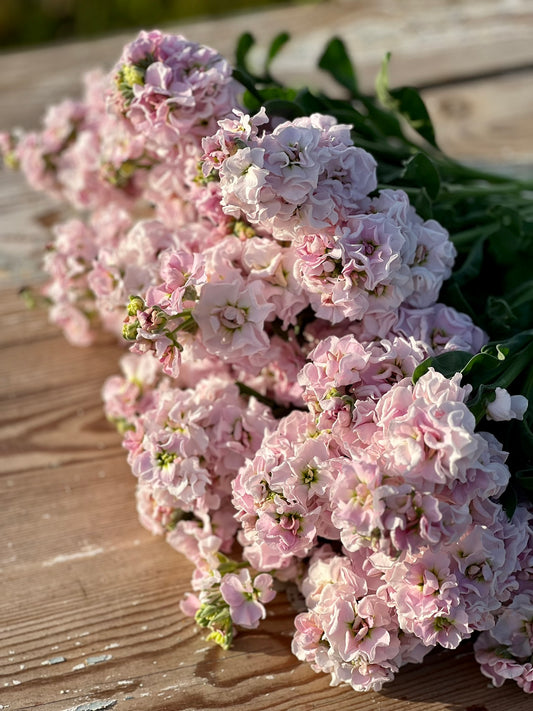 How to Grow Stock (Matthiola incana) 