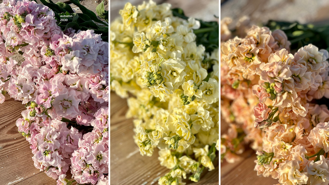 Annual Cut Flowers: Does the Variety Matter?