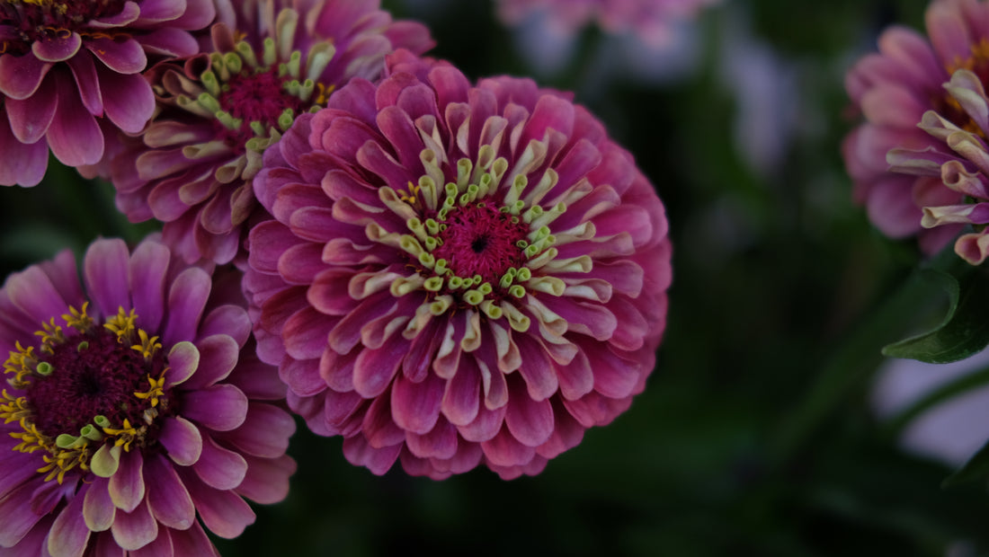 Best Zinnia Varieties for Your Garden