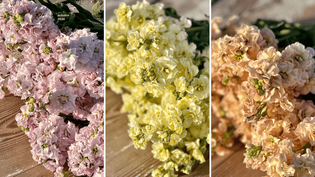 Annual Cut Flowers: Does the Variety Matter? - therapyofflowers.com