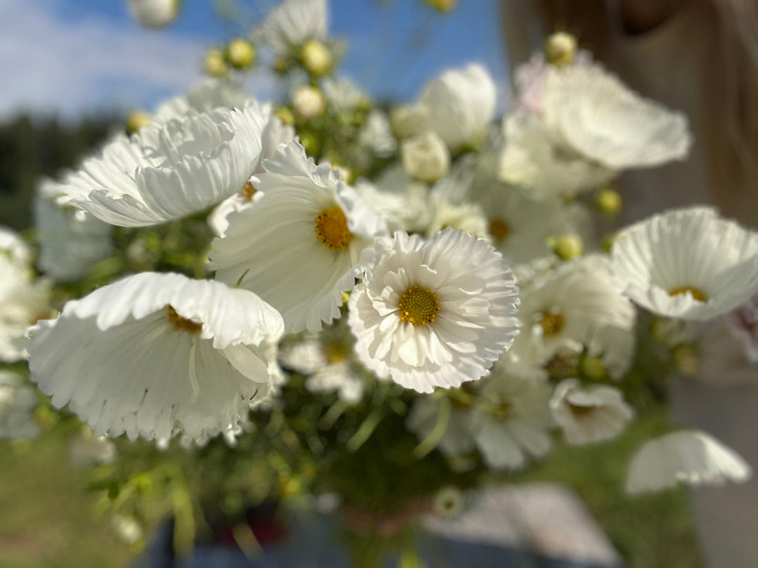 Romantic Cosmos: How to Grow and Incorporate Them into Your Garden - therapyofflowers.com