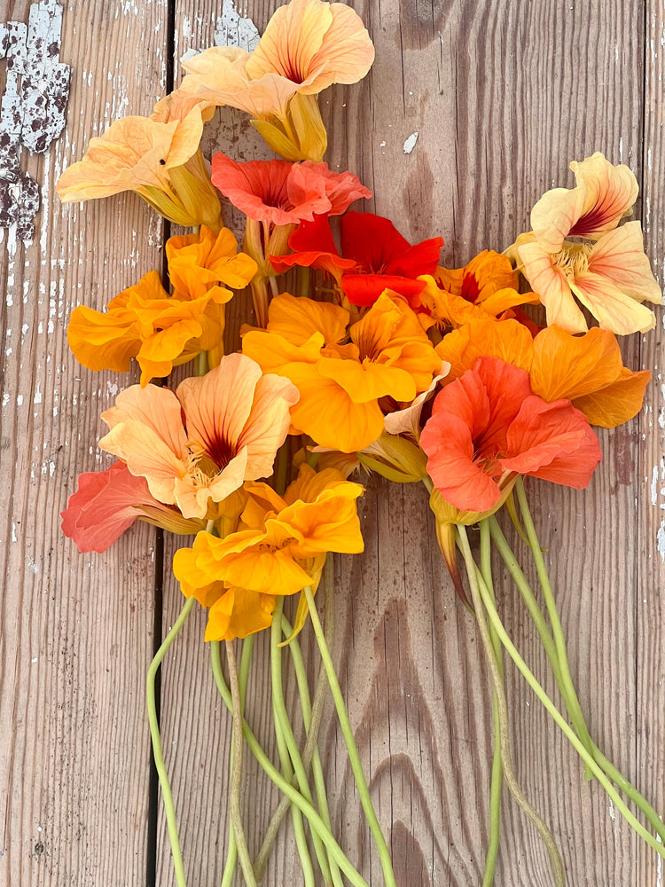 Tropaeolum majus | Nasturtium | Kapuzinerkresse | Capucine