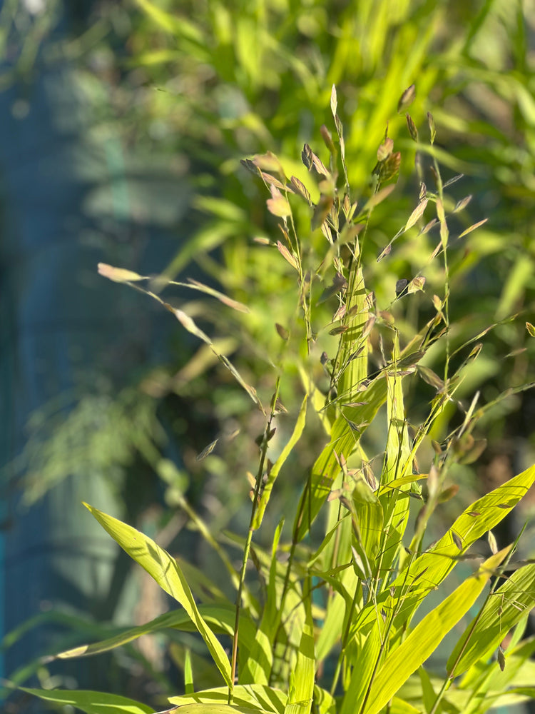 Ornamental Grass Seeds