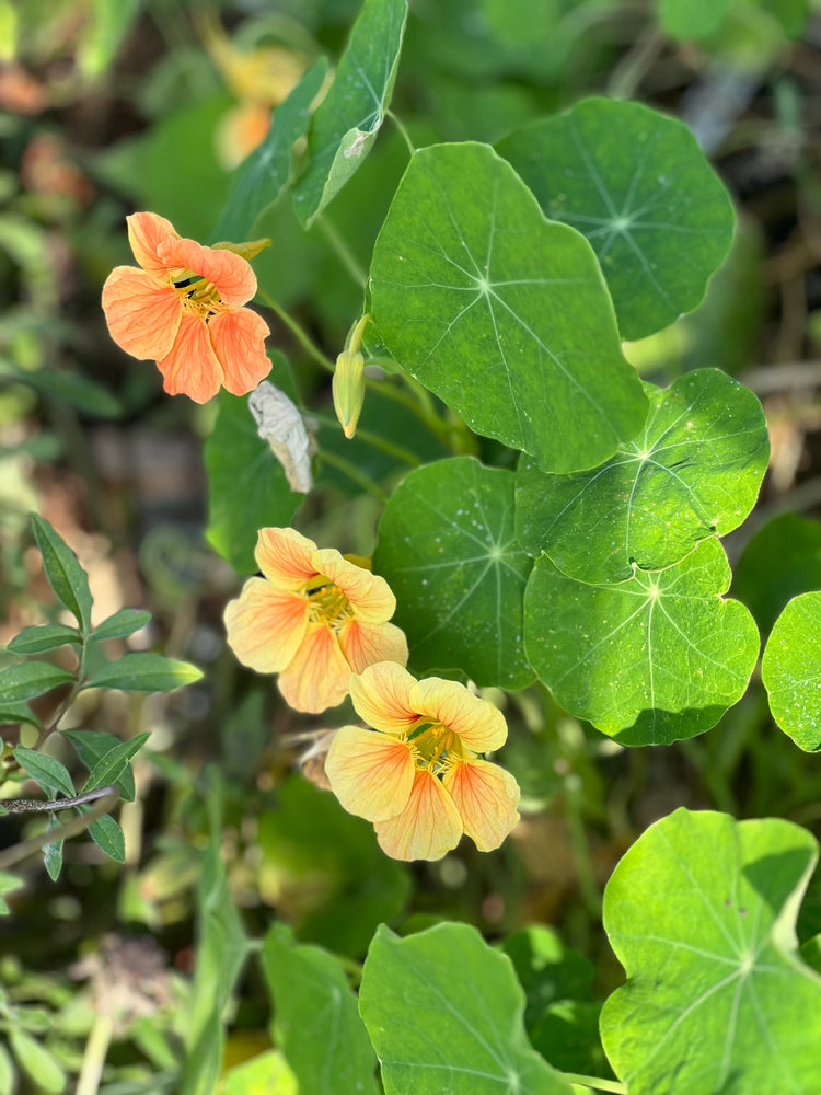 Pot flowers | Container Plants