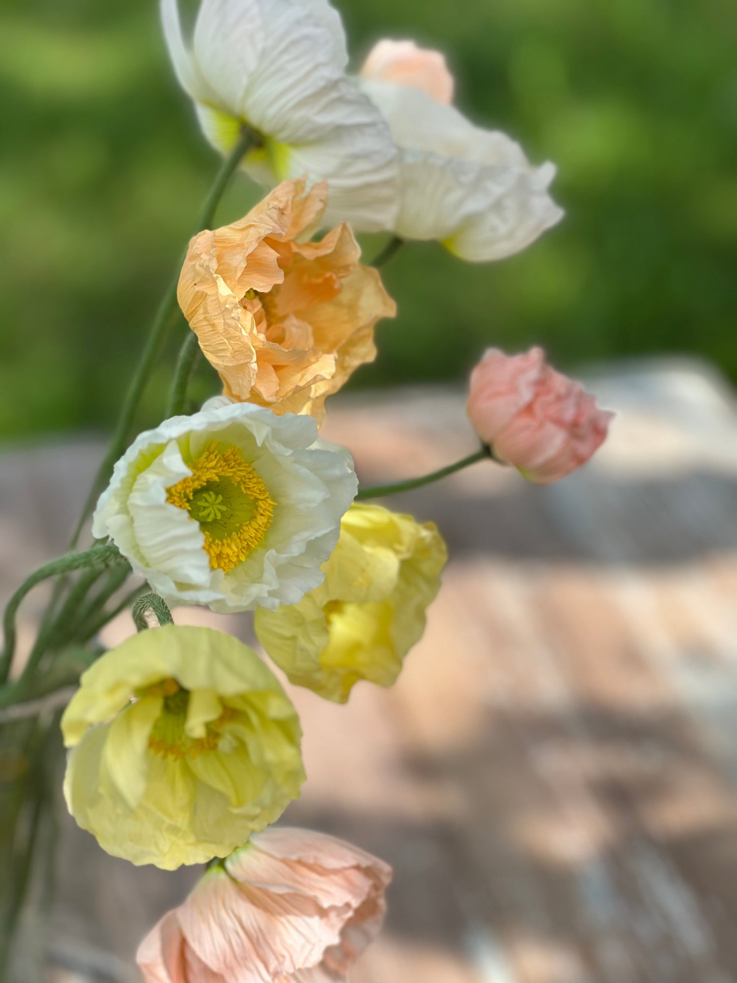 Papaver rhoeas | Klatsch-Mohn | Corn Poppy