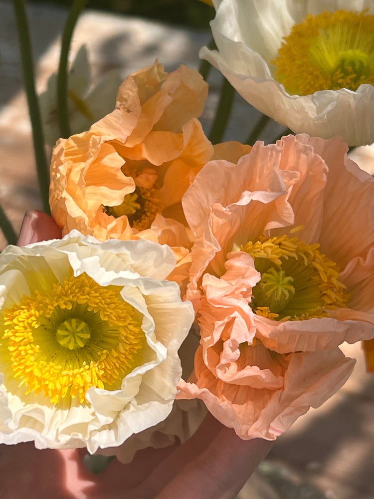 Papaver | Iceland Poppy | Poppies