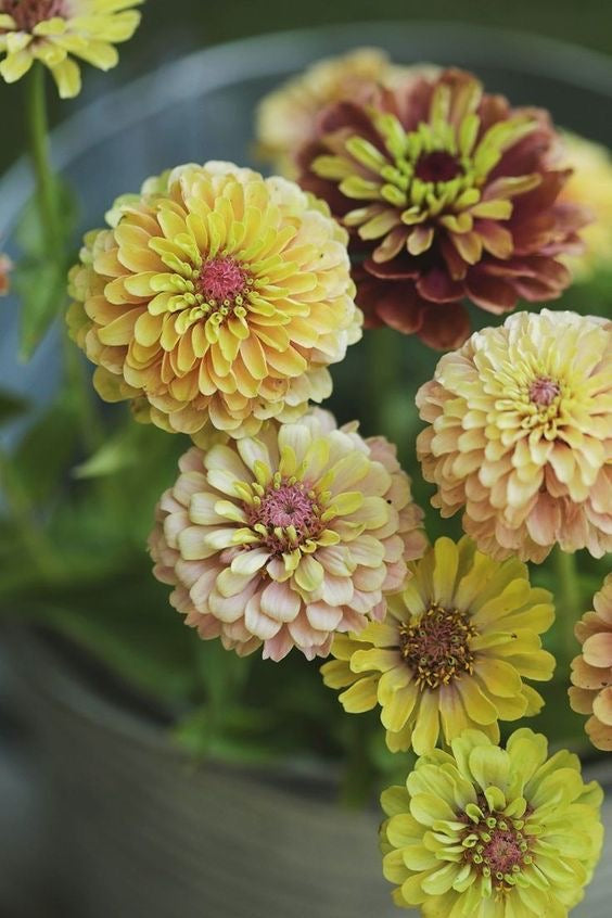 Zinnia elegans Queen Series