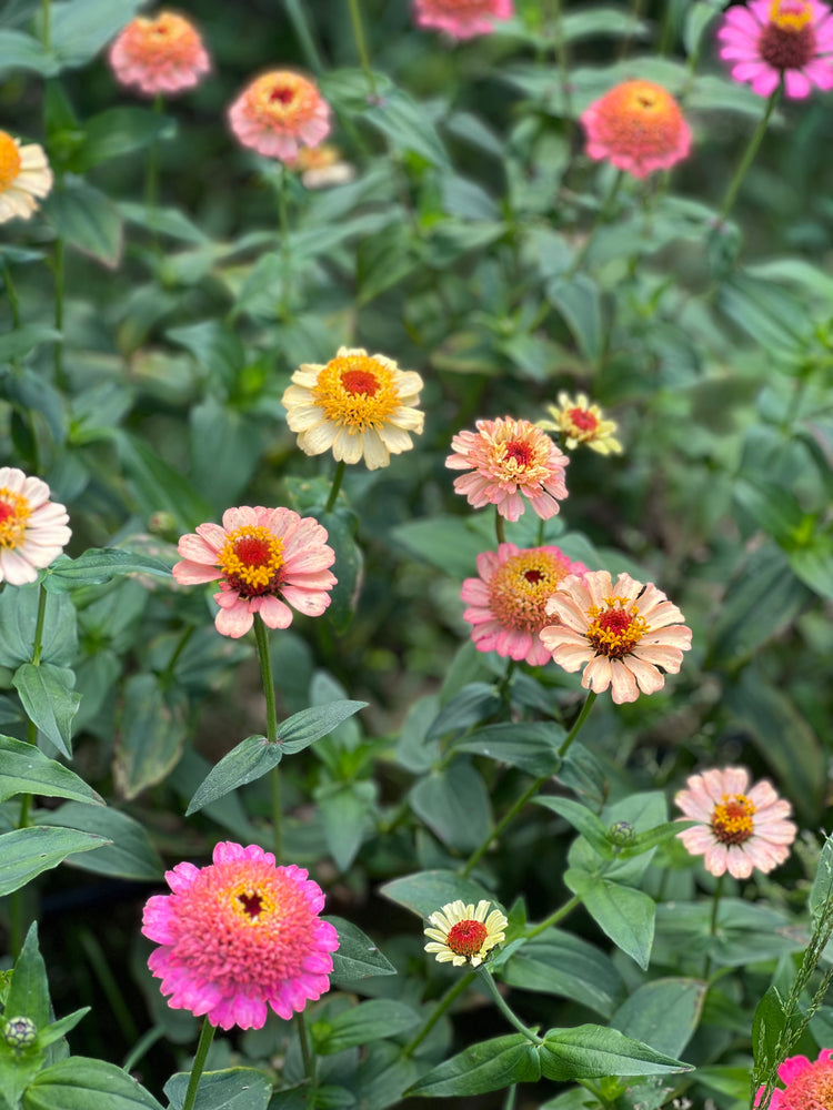 Zinnia elegans Zinderella