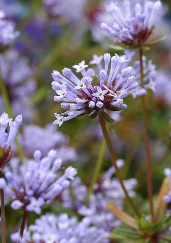 Asperula orientalis