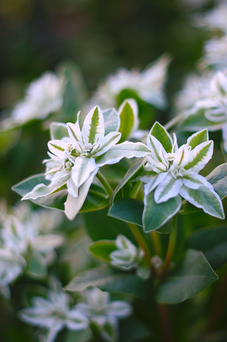 Euphorbia marginata |  Snow-on-the-mountain | Edelweiß | Weißrand-Wolfsmilch