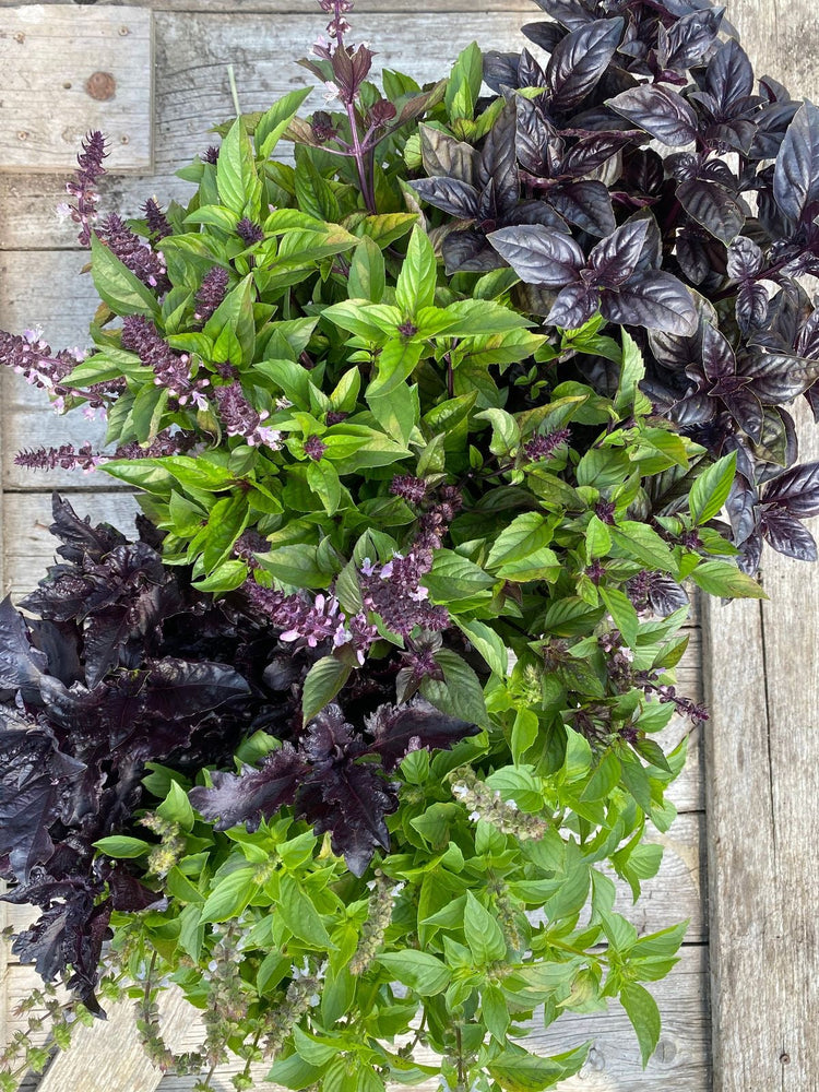 Foliage and green flower seeds