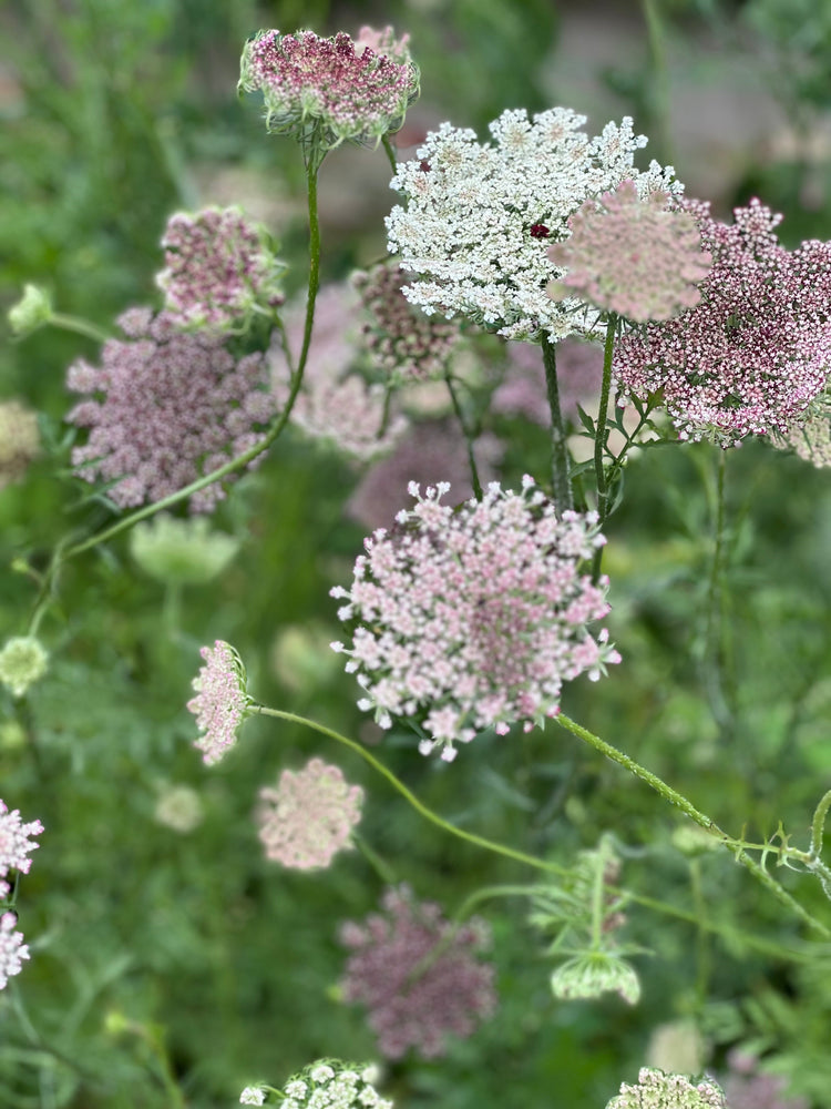 Daucus carota