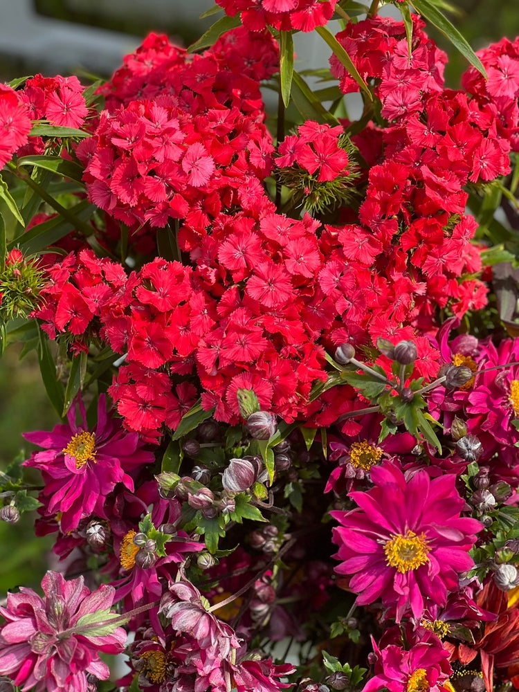 Dianthus barbatus Sweet seeds