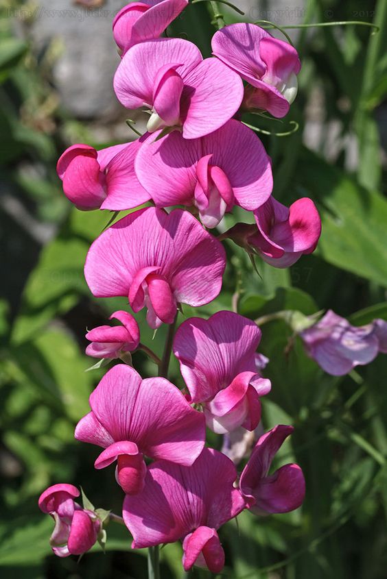 Lathyrus tingitanus