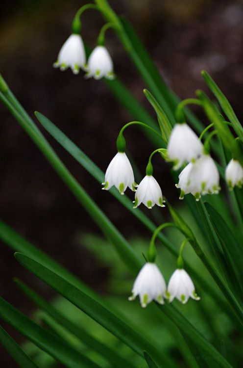 Leucojum aestivum | Summer Snowflake