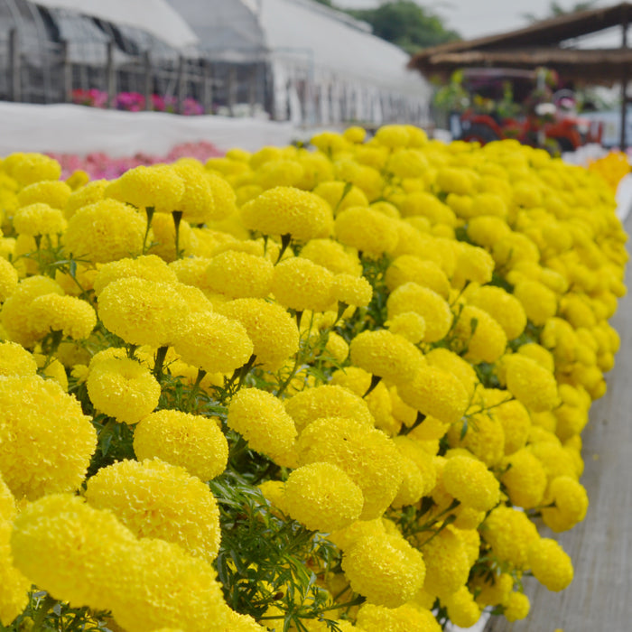 Tagetes erecta | Marigold Narai Creamy Yellow