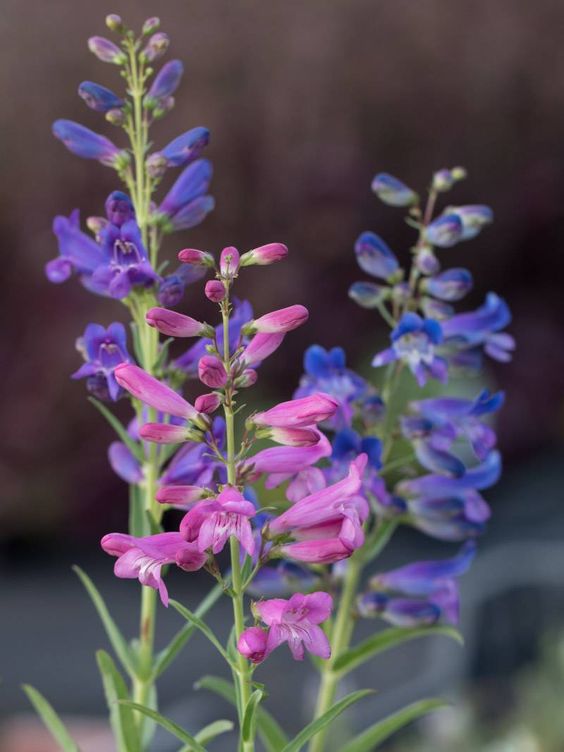 Penstemon barbatus Twizzle