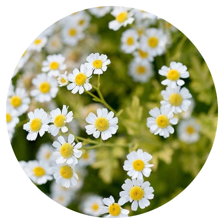 Tanacetum parthenium | Matricaria | Feverfew