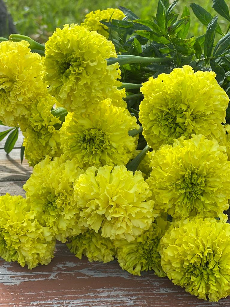 Tagetes erecta | Marigold