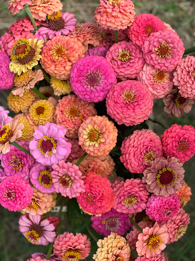 Tsinnia | Zinnia elegans Oklahoma