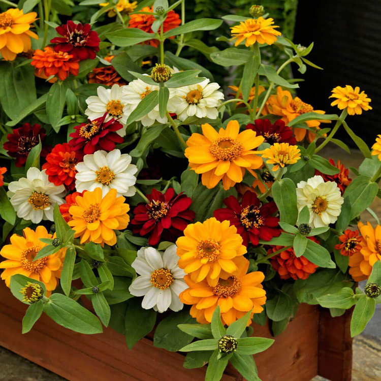 Zinnia Hybrida Profusion