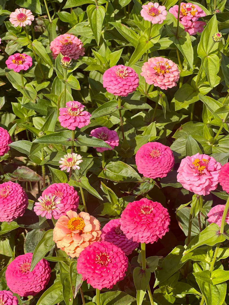 Zinnia elegans Lilliput