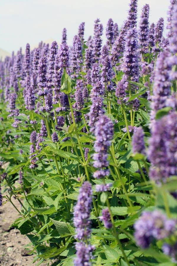 Agastache hybrida - therapyofflowers.com