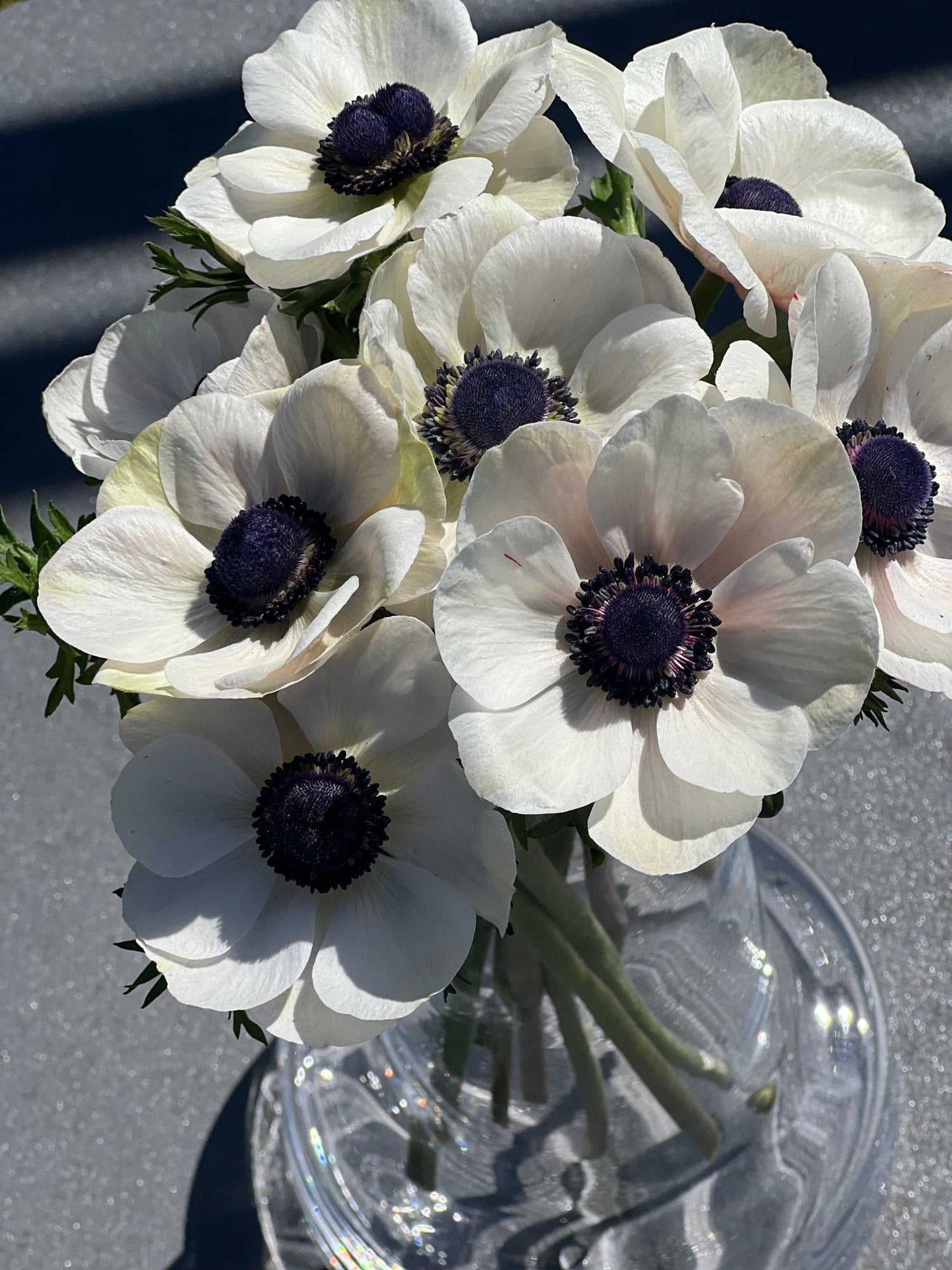 Anemone Mistral Plus® Panda