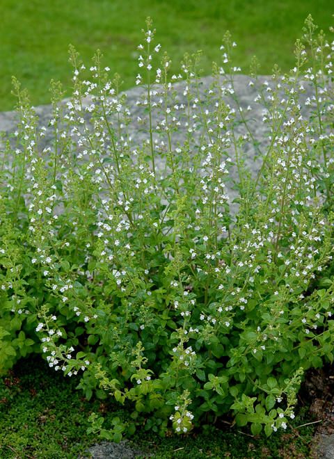 Calamintha nepeta Marvelettes - therapyofflowers.com