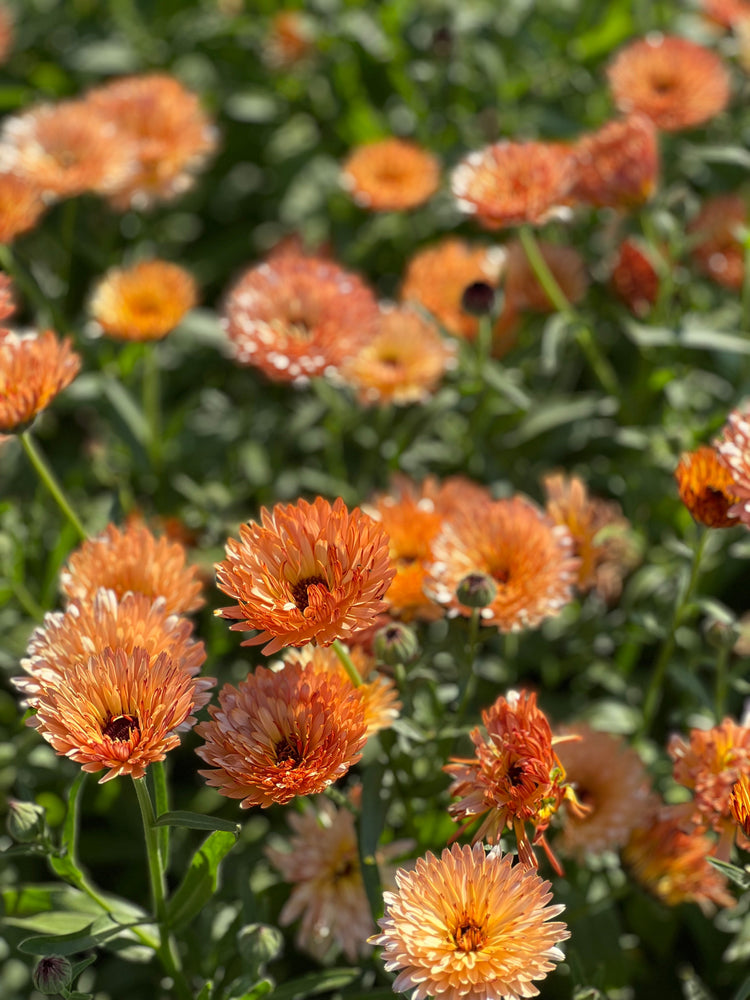 Calendula officinalis - therapyofflowers.com