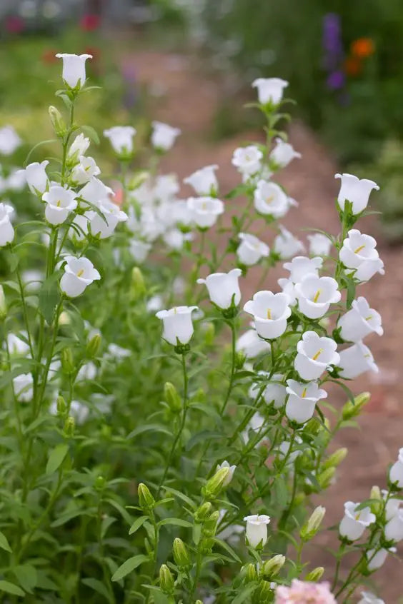 Campanula Medium Champion | Canterbury Bells