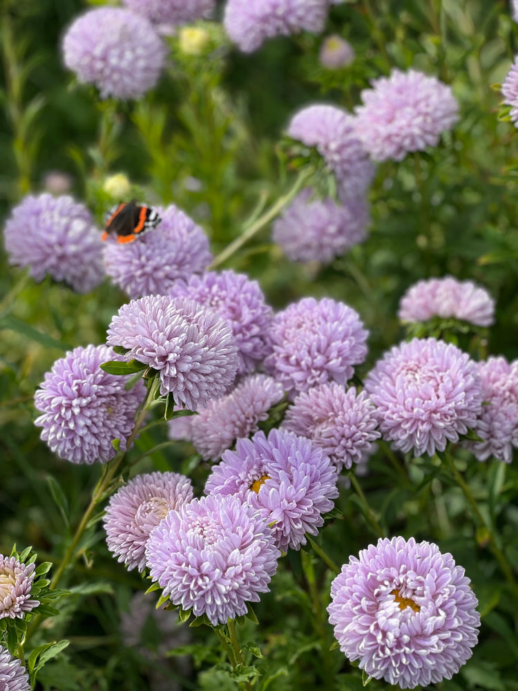 China Aster | Callistephus chinensis