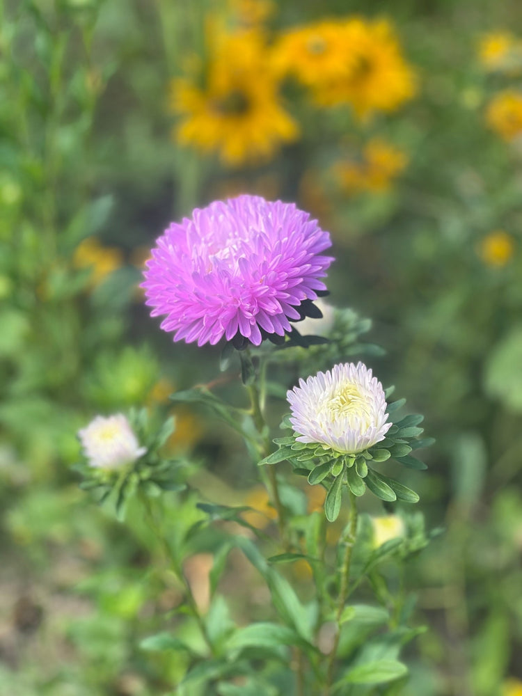 China Aster Dragon - therapyofflowers.com