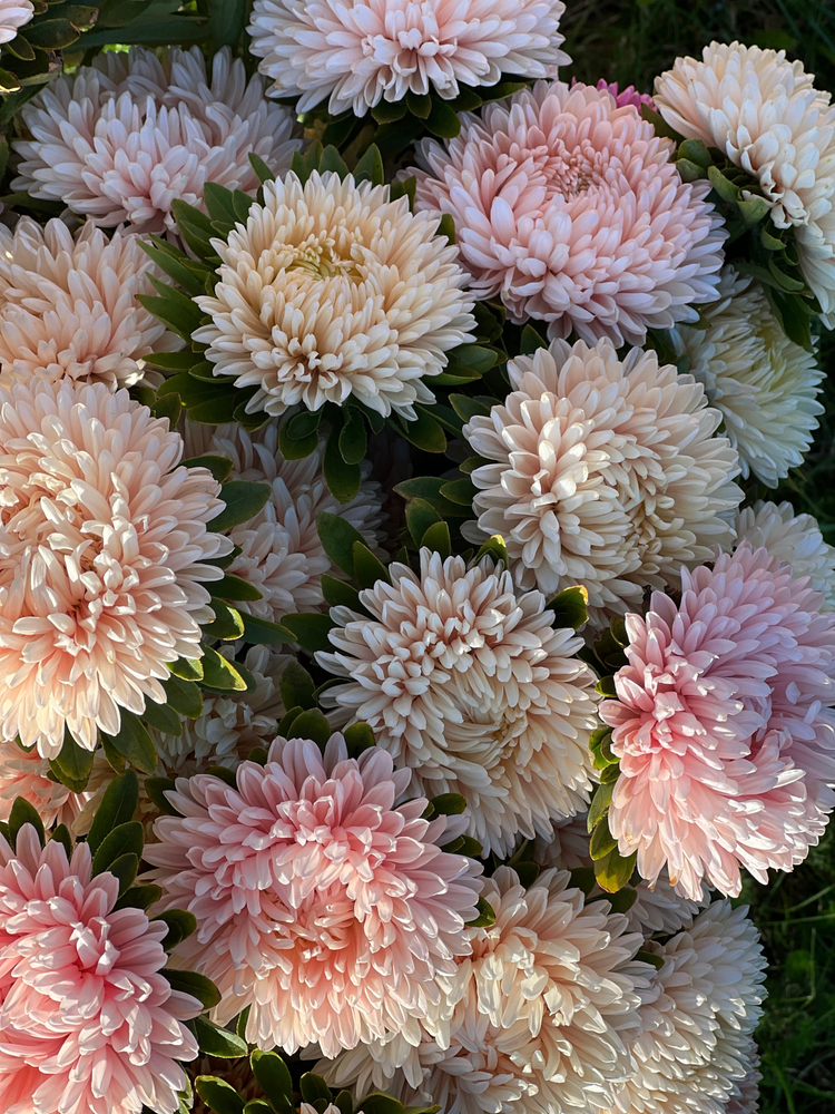 China Aster Lady Coral® | asteres | Callistephus chinensis