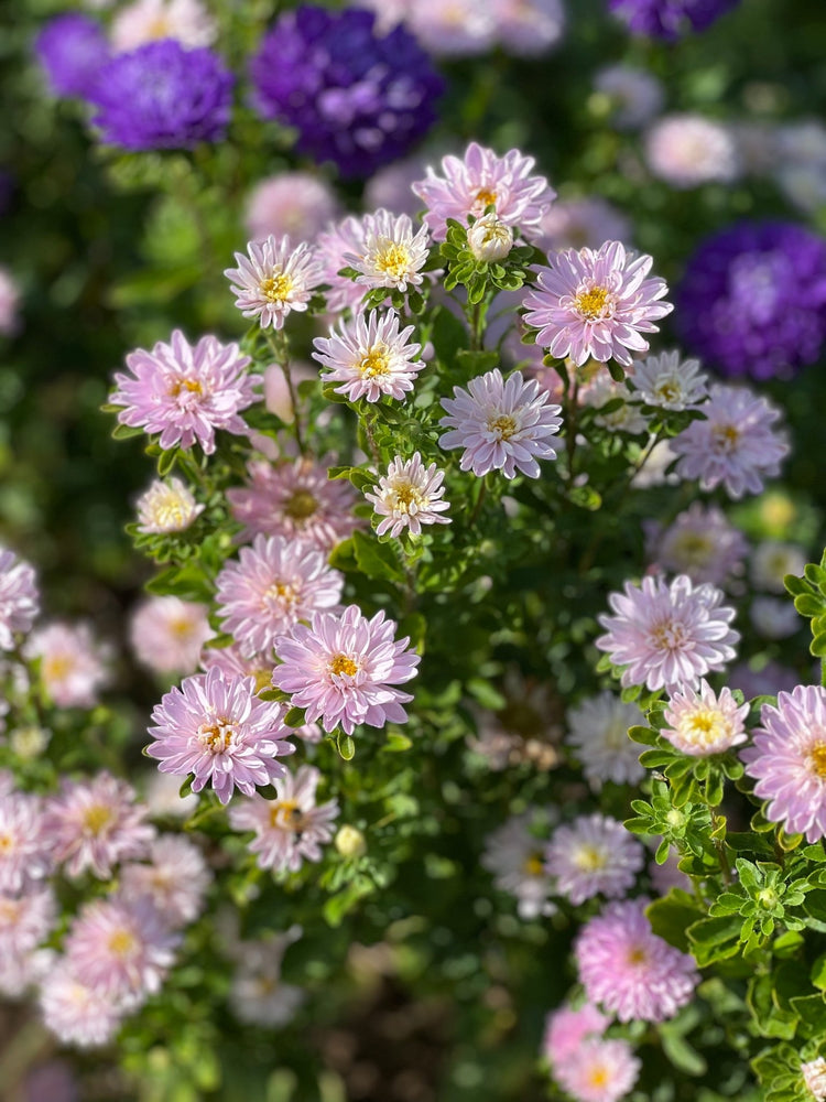 China Aster Trobador - therapyofflowers.com