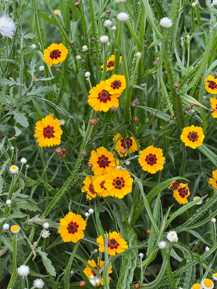 COREOPSIS - therapyofflowers.com