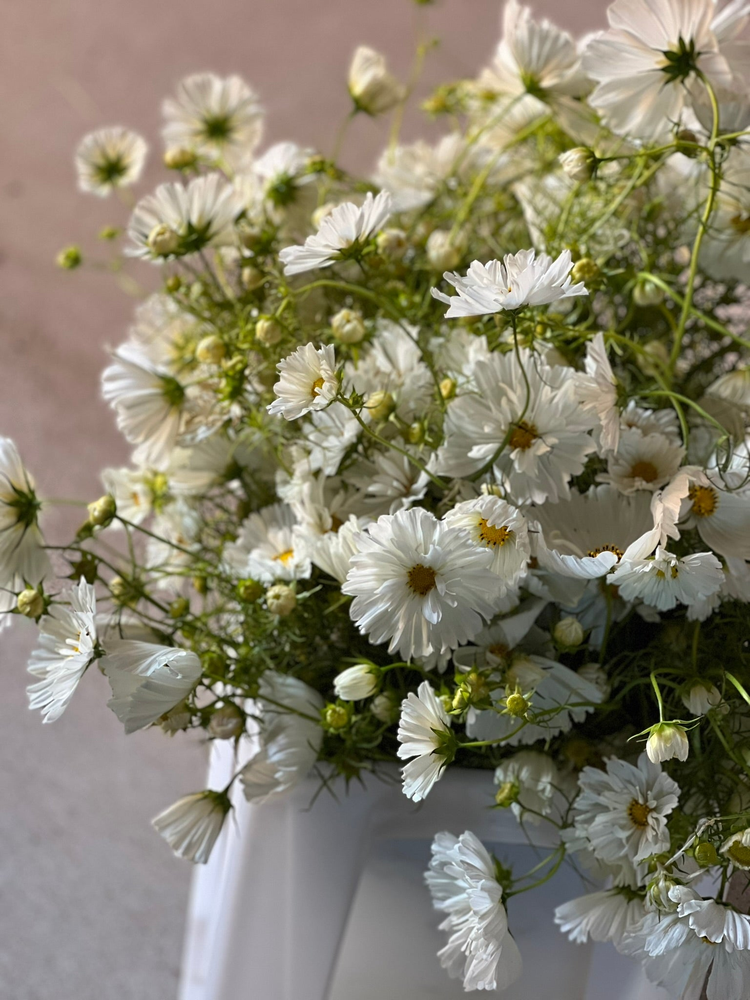 Cosmos bipinnatus | Garden Cosmos