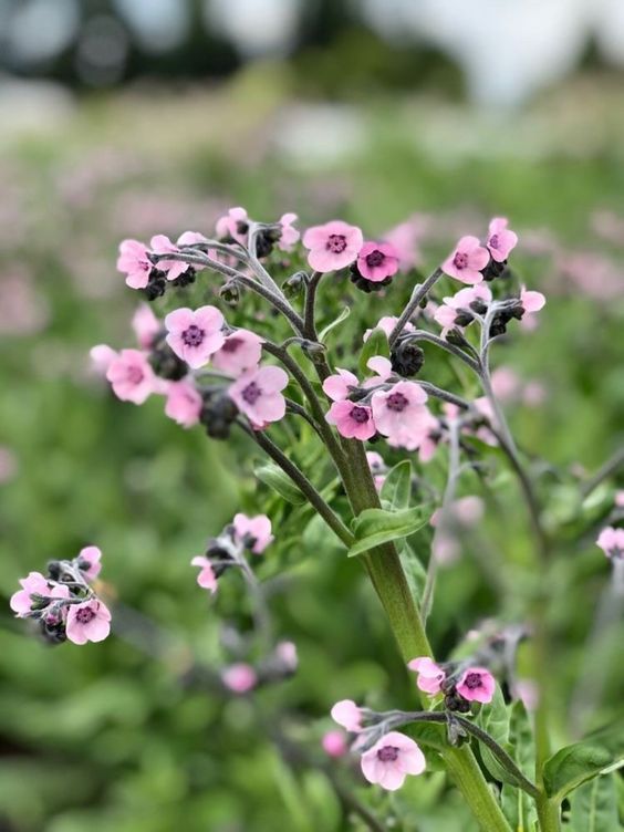 Cynoglossum amabile | Chinese Forget-Me-Not - therapyofflowers.com