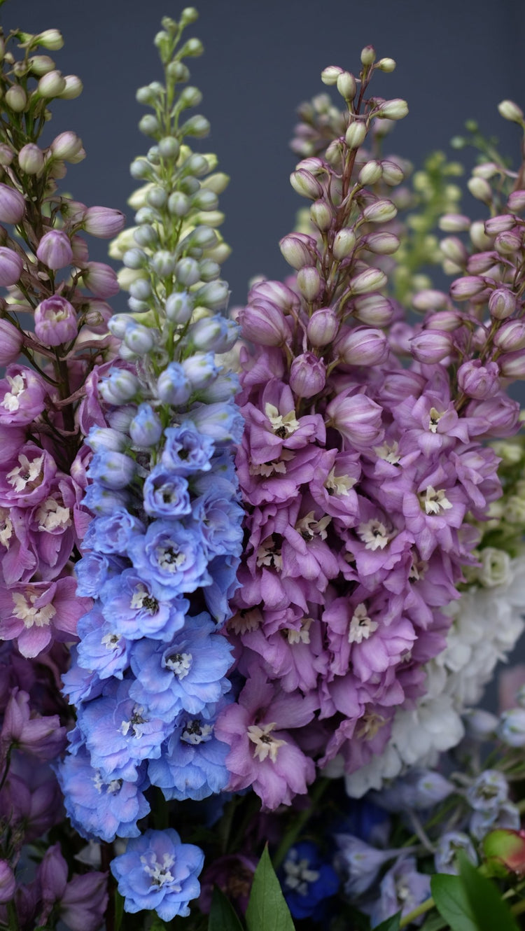 Delphinium Series | Delphinium flower seeds - therapyofflowers.com