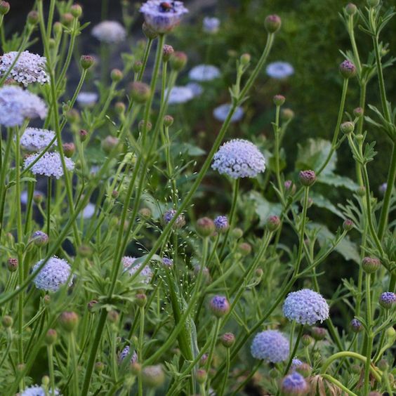 DIDISCUS caeruleus | Blue Lace Flower - therapyofflowers.com