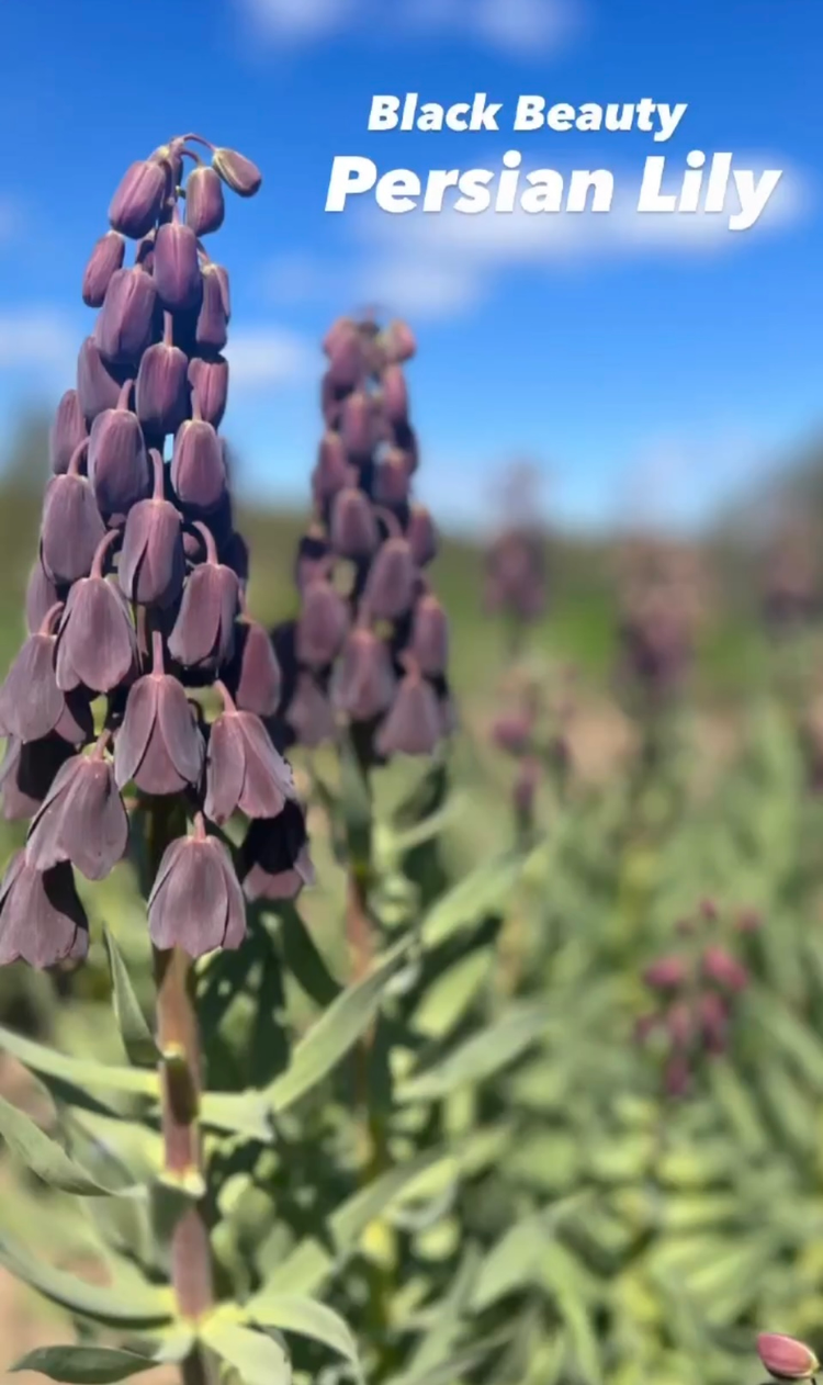 Fritillaria's