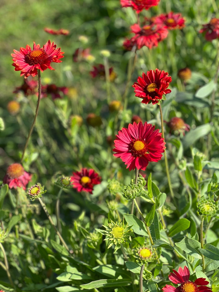 Gaillardia aristata | Blanket Flower - therapyofflowers.com