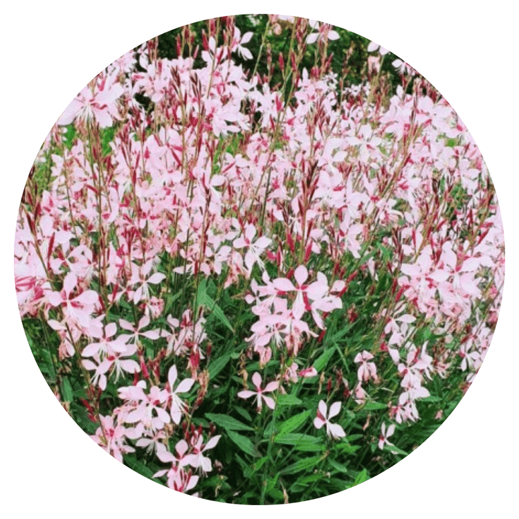 Gaura lindheimeri - therapyofflowers.com