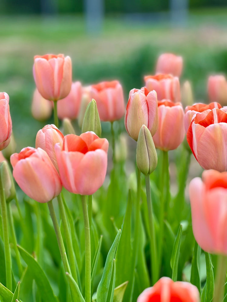 Late Tulips Apricot