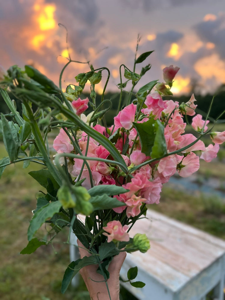 Lathyrus Odoratus | Sweet Pea Seeds 