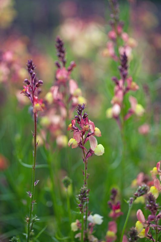 Linaria maroccana Licilia - therapyofflowers.com